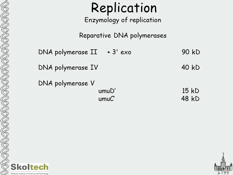 Replication Enzymology of replication  Reparative DNA polymerases DNA polymerase II   